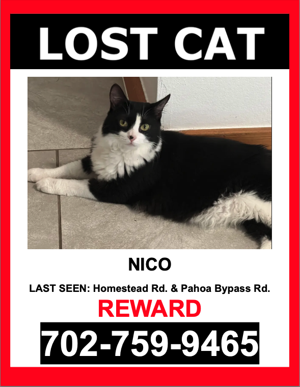 Image of Nico, Lost Cat