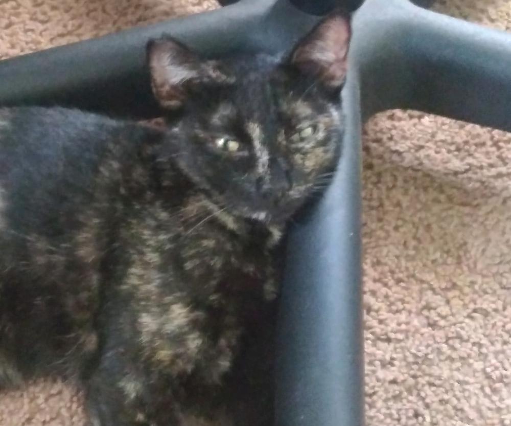 Image of PATCHES, Lost Cat