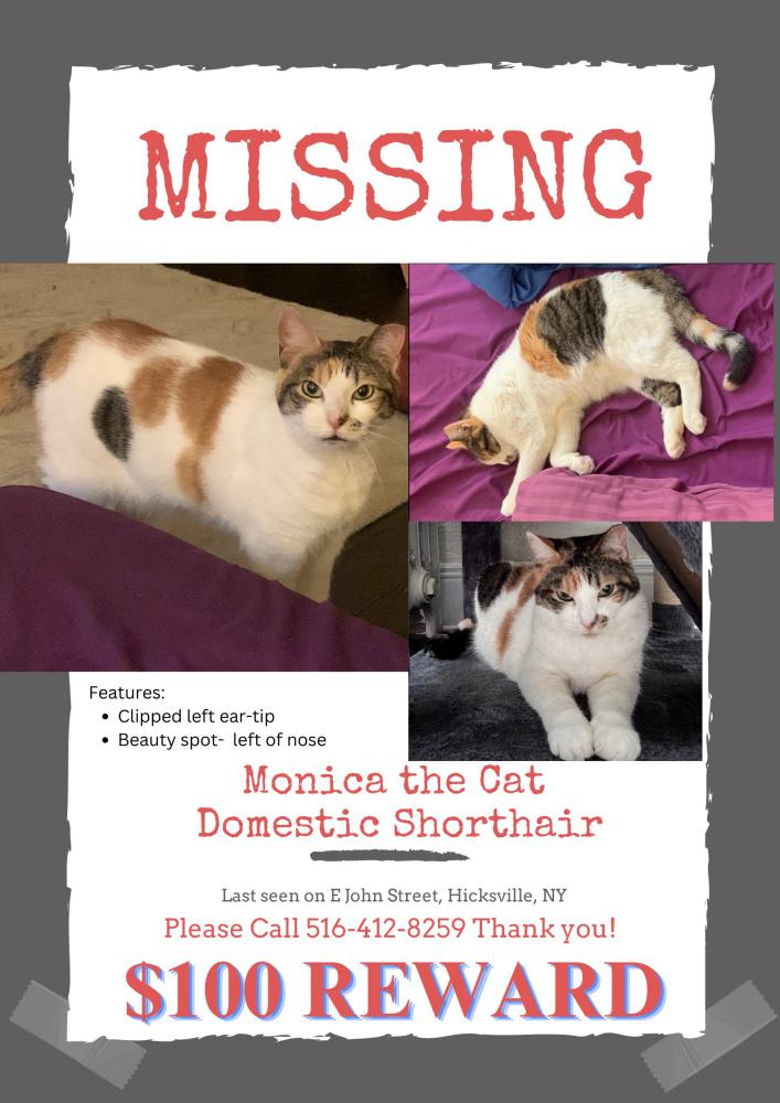 Image of Monica, Lost Cat
