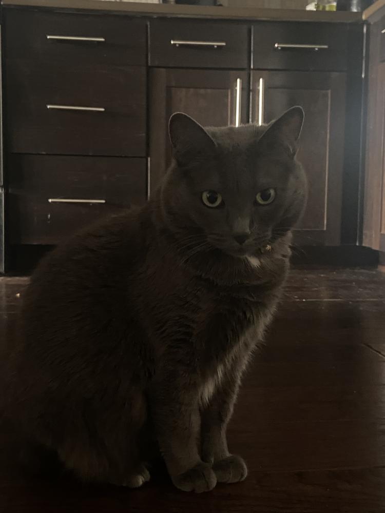 Image of Zoey, Lost Cat