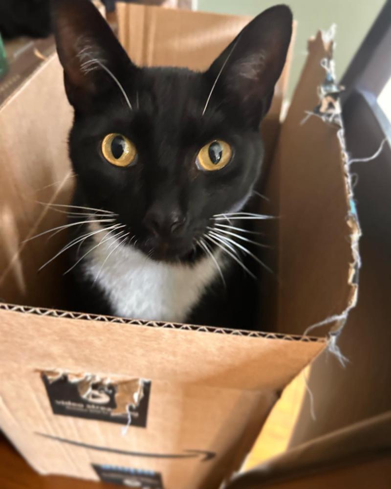 Image of Coco, Found Cat