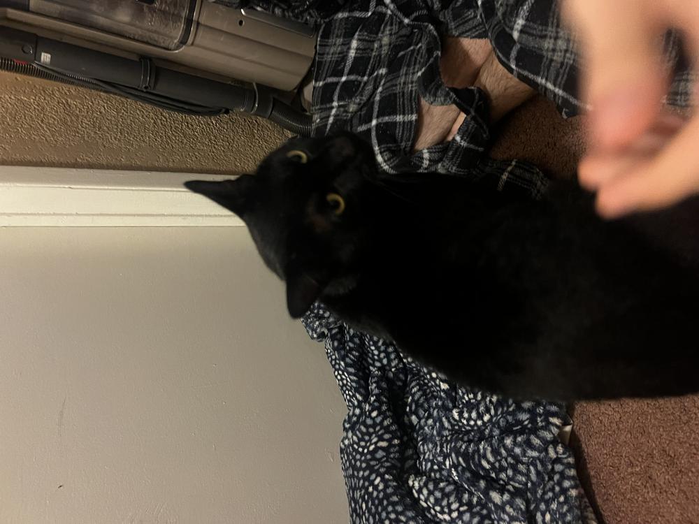 Image of Parker, Found Cat