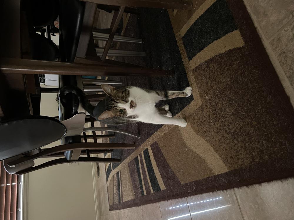 Image of Juno, Lost Cat