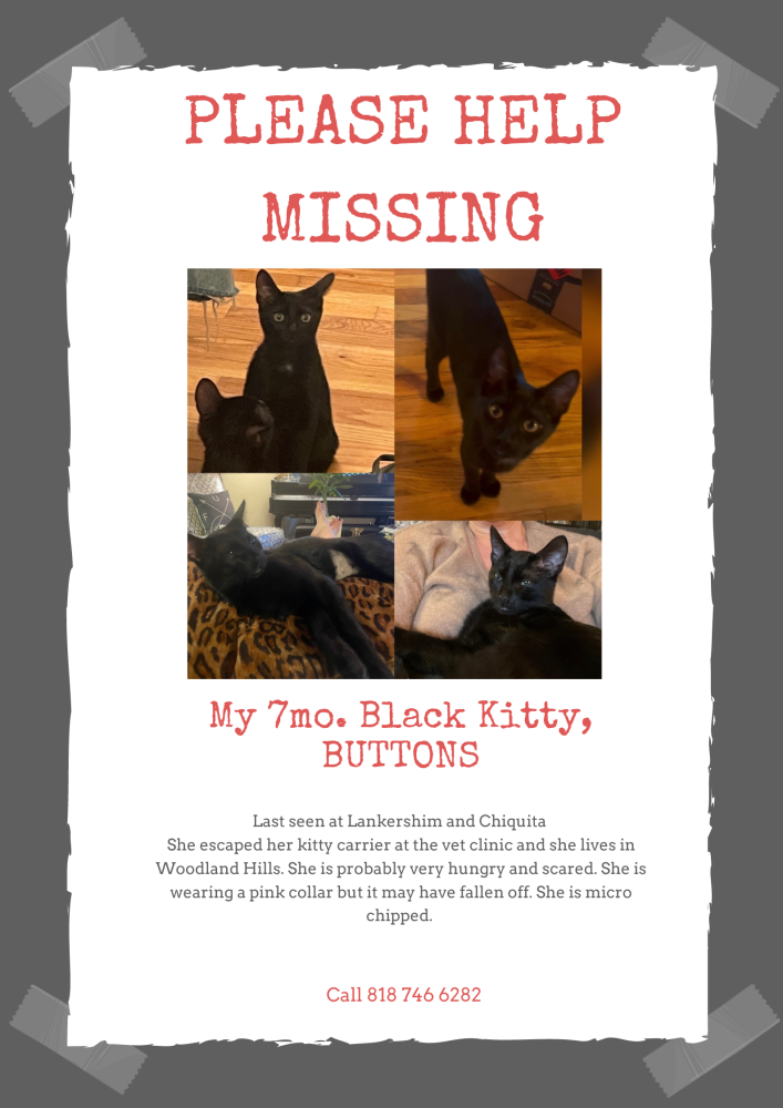Image of Buttons, Lost Cat