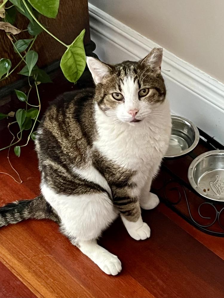 Image of Pugsly, Lost Cat