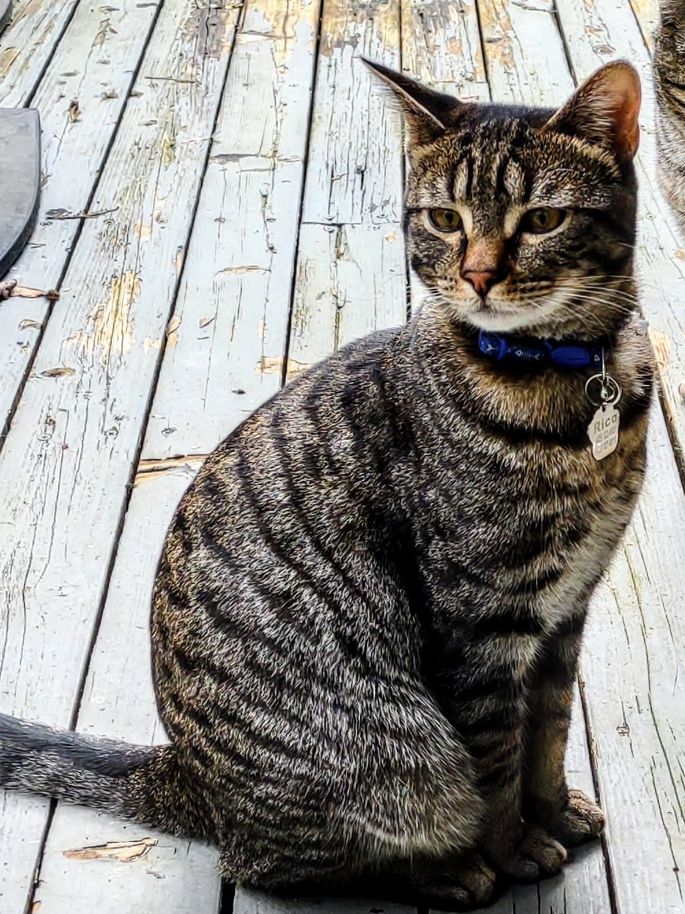 Image of Rico, Lost Cat