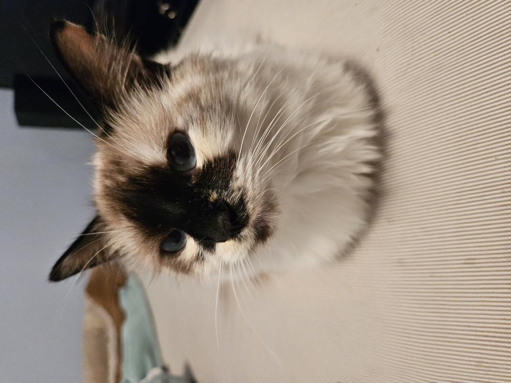 Image of Komugi, Lost Cat