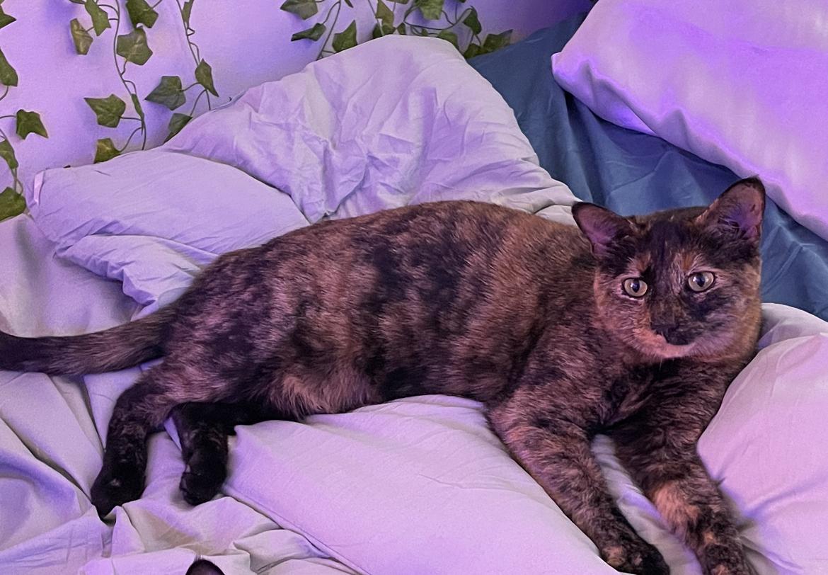 Image of cookie, Lost Cat
