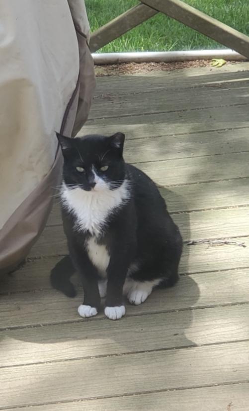 Image of Figaro - Figgy, Lost Cat
