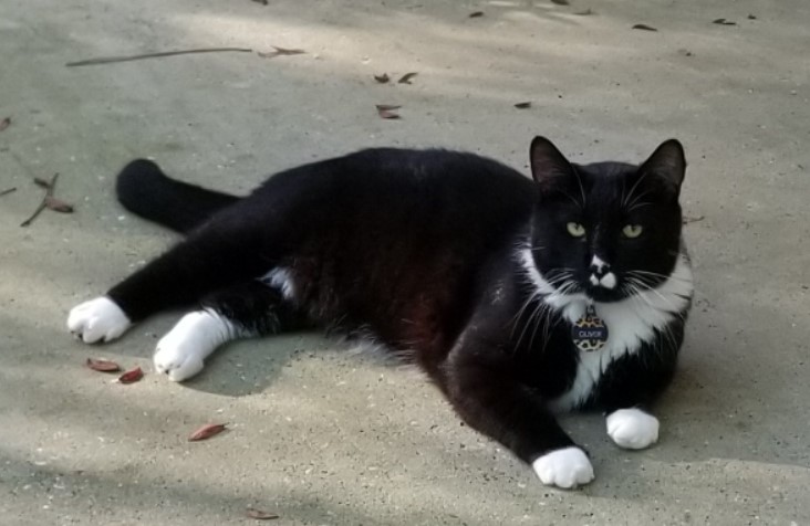 Image of Oliver (Leroy), Lost Cat