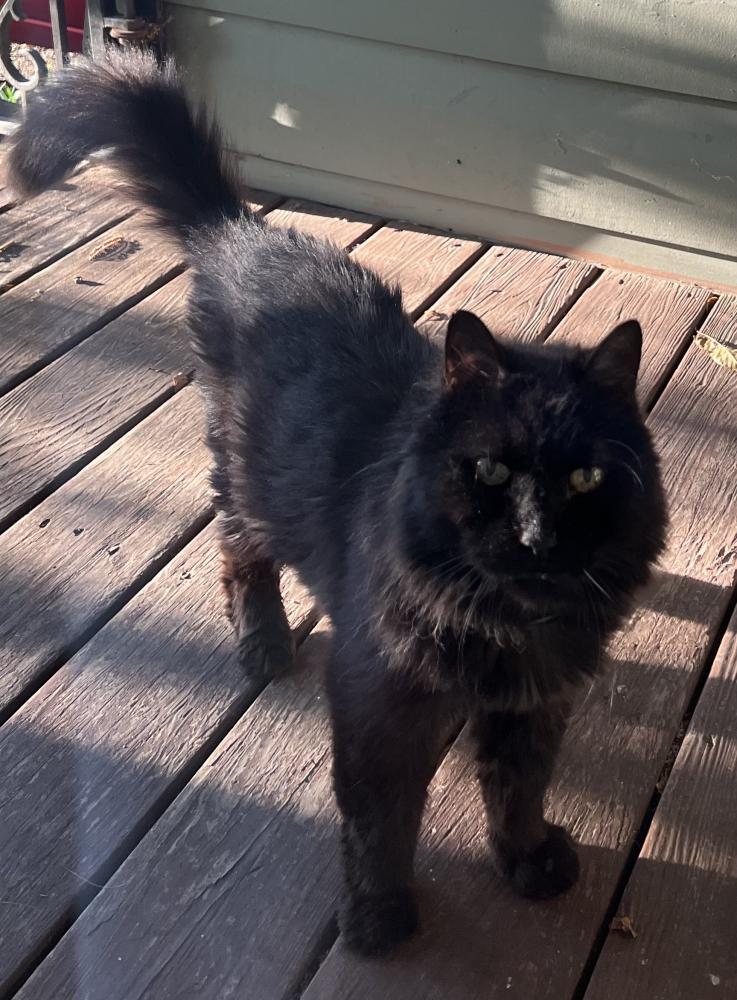Image of Shiloh/Kitteh, Lost Cat