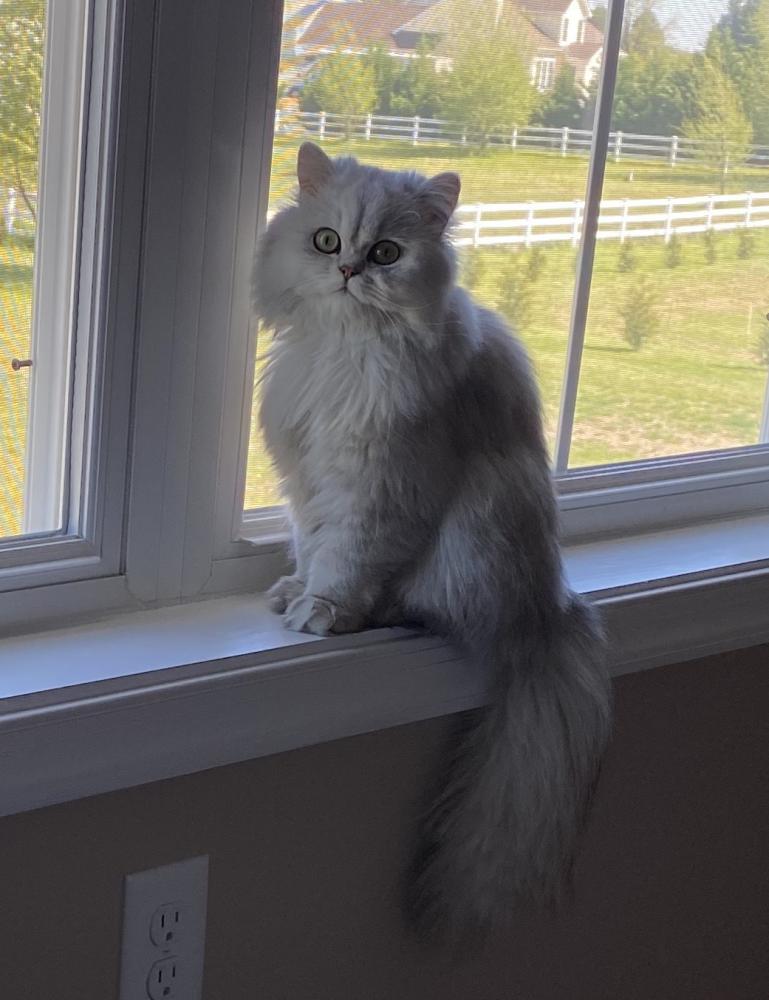 Image of Miss Flurry, Lost Cat