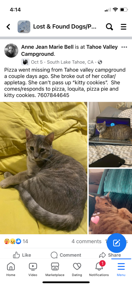 Image of Pizza, Lost Cat