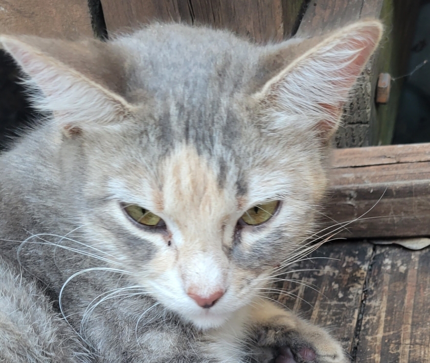 Image of Lilly, Lost Cat