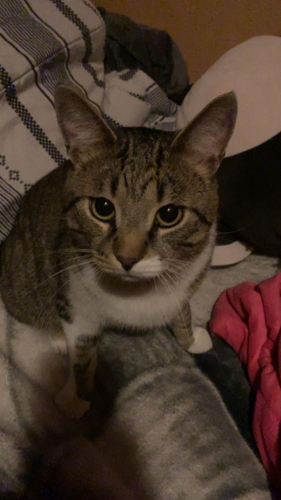 Image of Milo serpas, Lost Cat