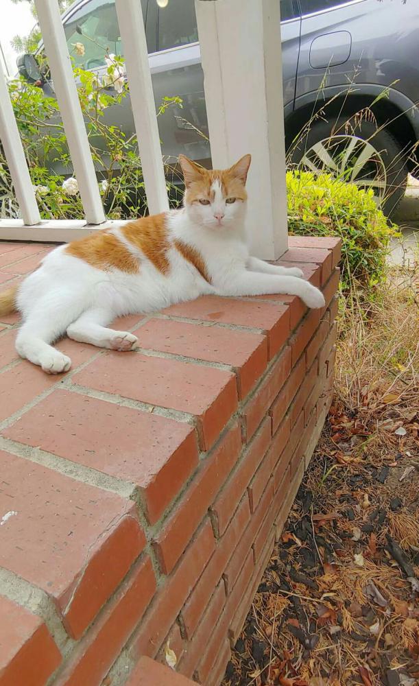 Image of Peachy, Lost Cat