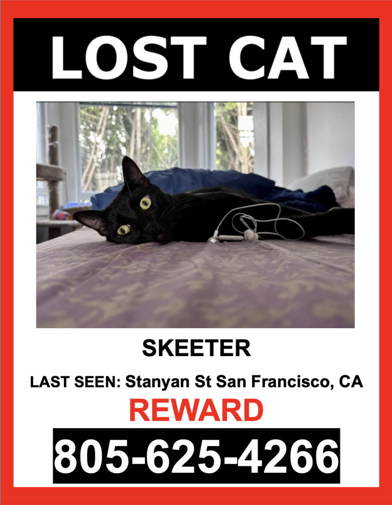 Image of Skeeter, Lost Cat