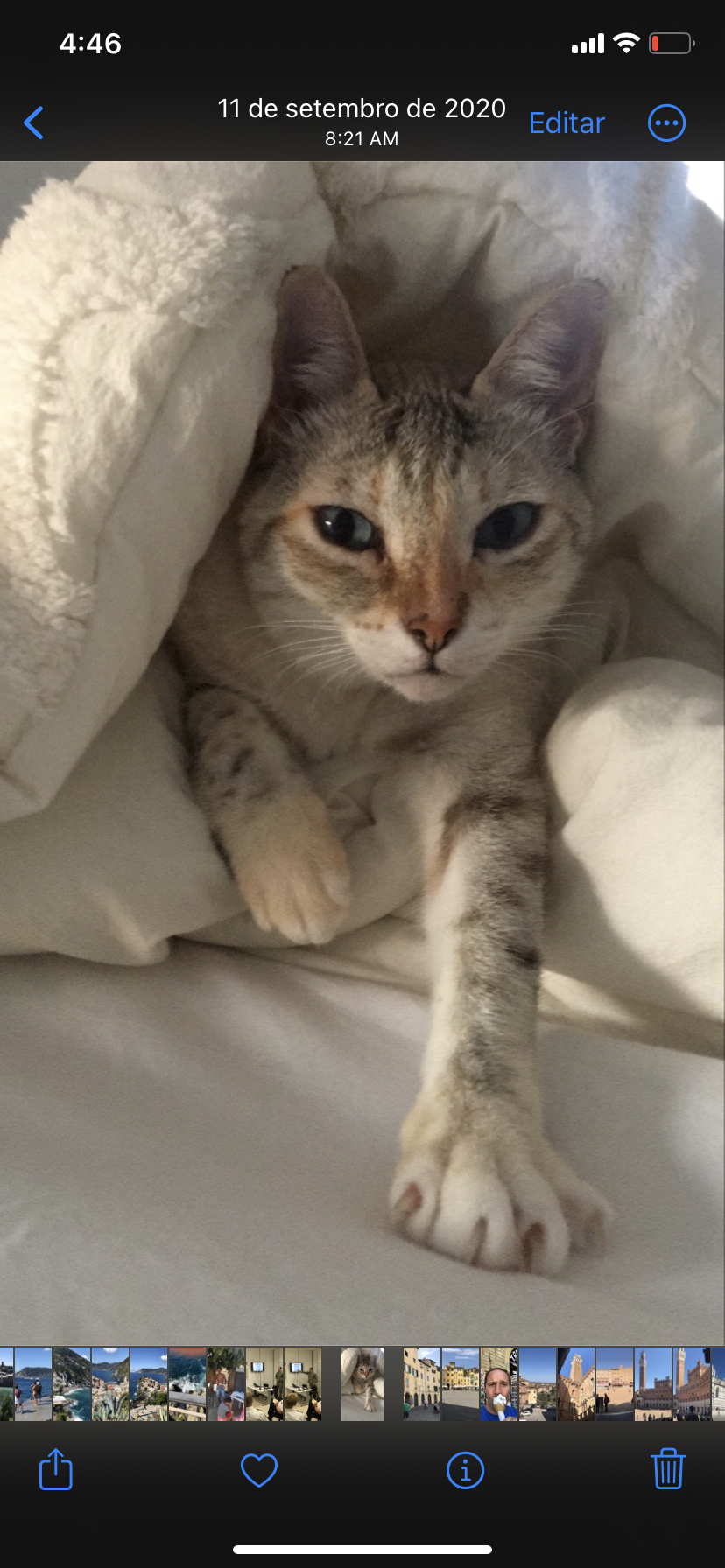 Image of Cherie, Lost Cat