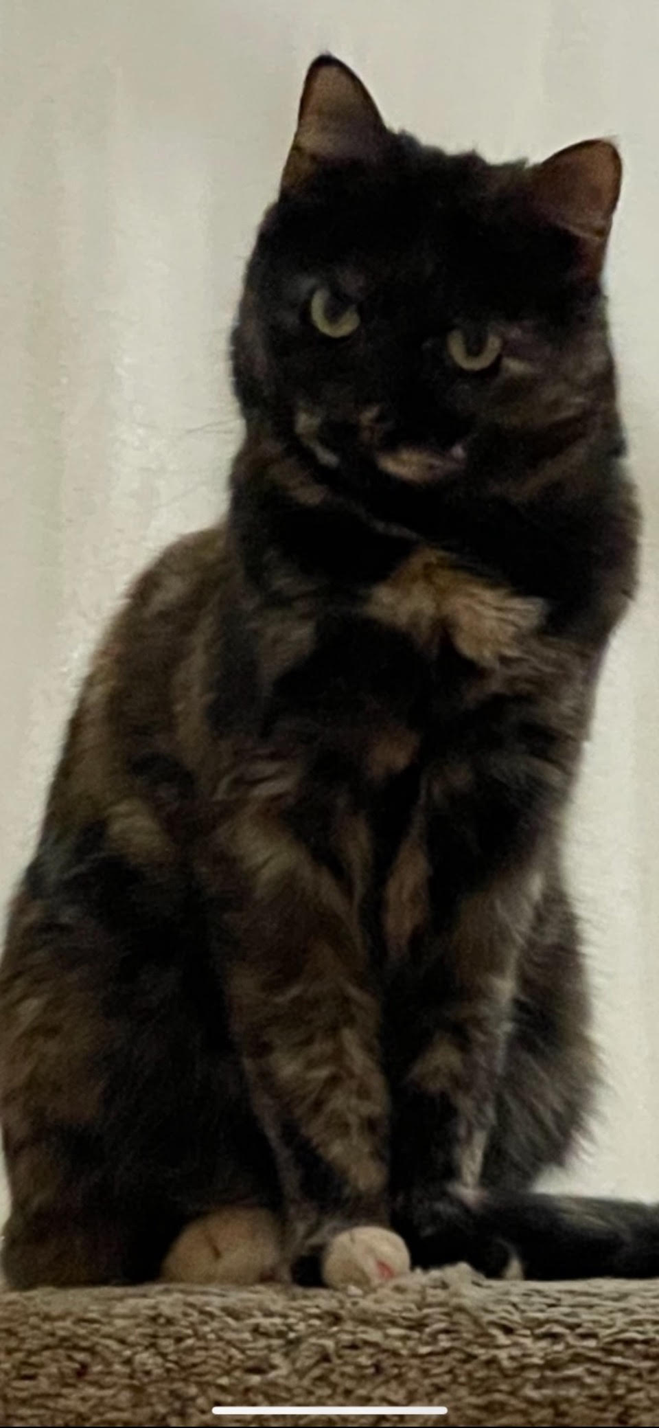 Image of Tipsy Kitten, Lost Cat