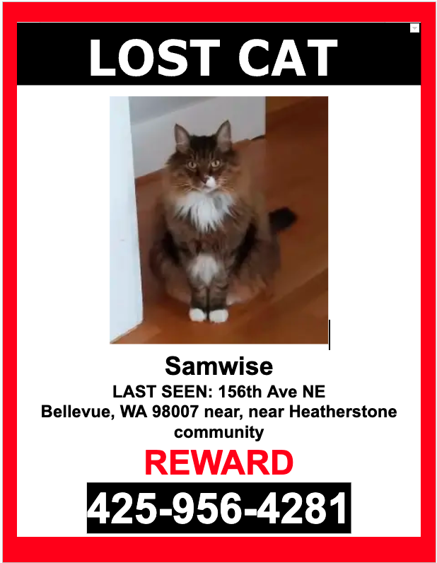 Image of Samwise, Lost Cat