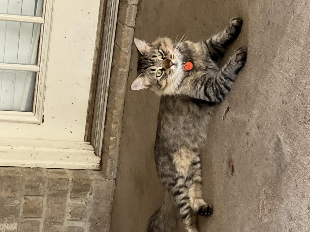 Image of Gumbo, Lost Cat