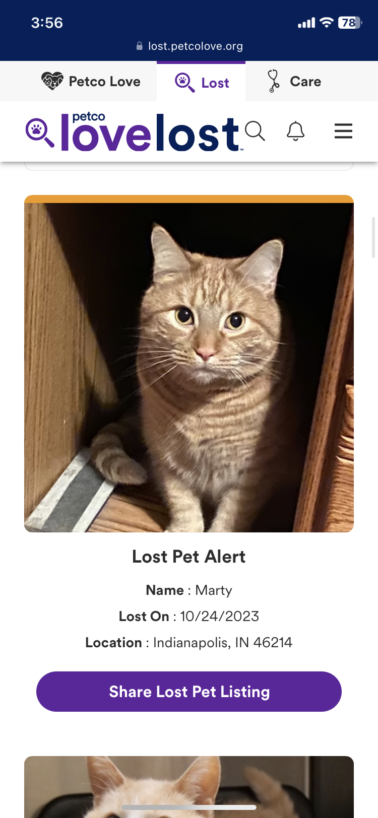 Image of Marty, Lost Cat