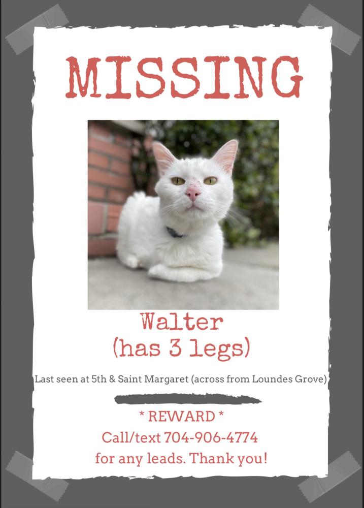 Image of Walter, Lost Cat