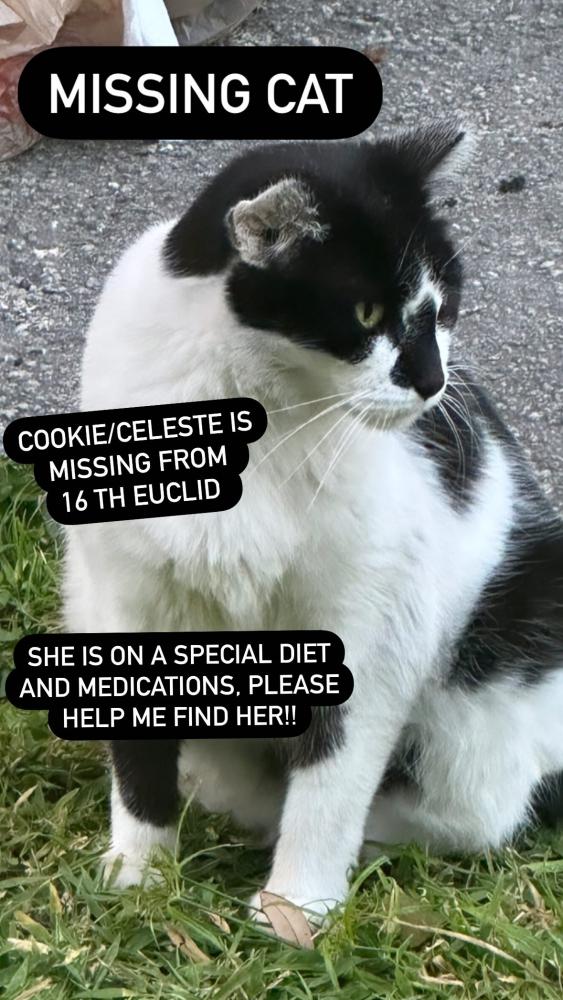 Image of Cookie/ Celeste, Lost Cat