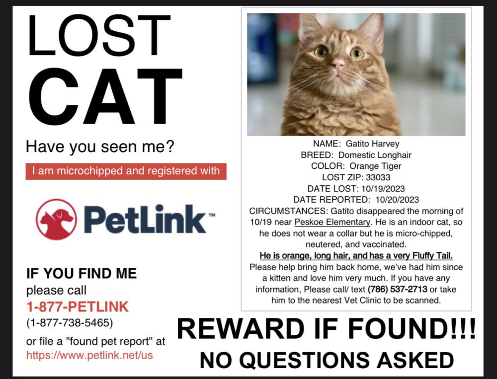 Image of Gatito, Lost Cat