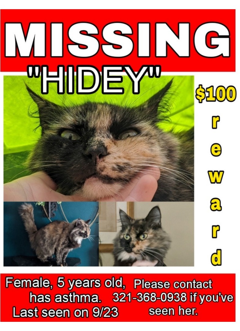Image of Heidi, Lost Cat