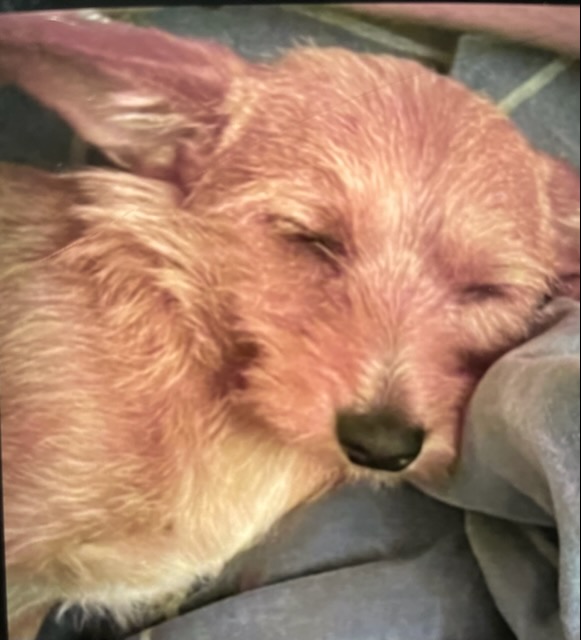 Image of Jaxin, Lost Dog