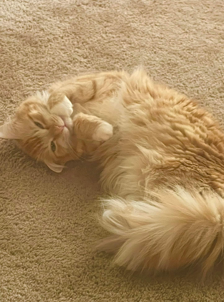 Image of Fluffy sunshine, Lost Cat