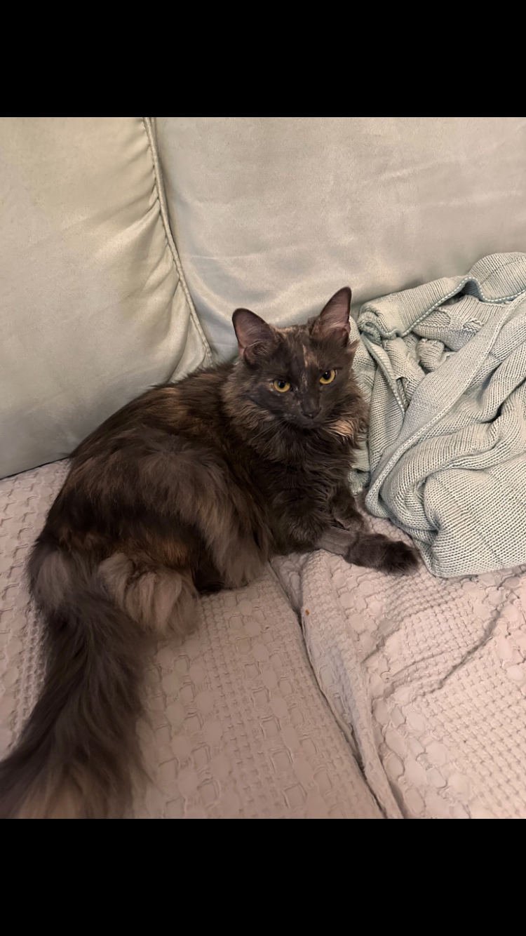 Image of Maizy, Lost Cat