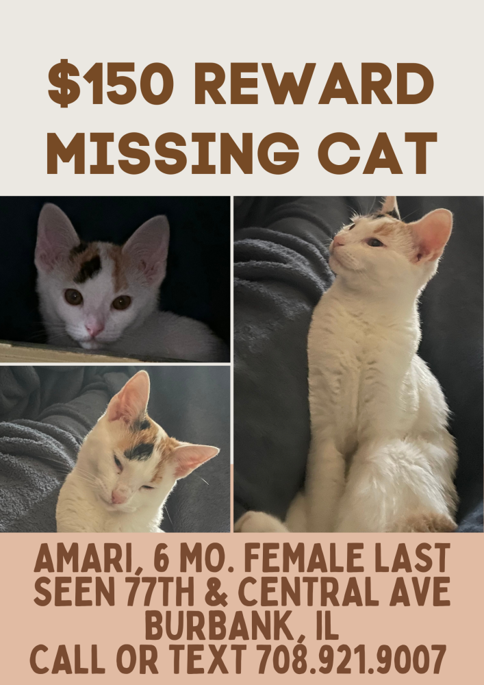 Image of Amari, Lost Cat