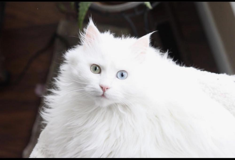 Image of Jacqueline, Lost Cat