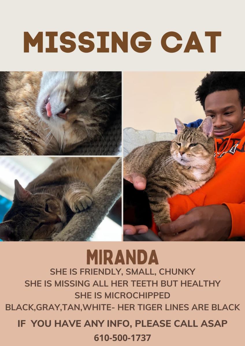 Image of Miranda, Lost Cat