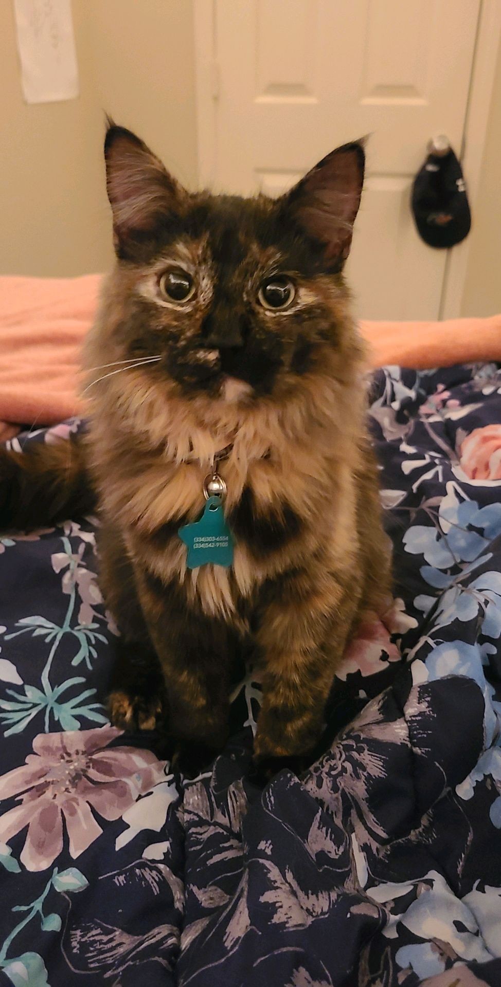 Image of Sally Jean, Lost Cat