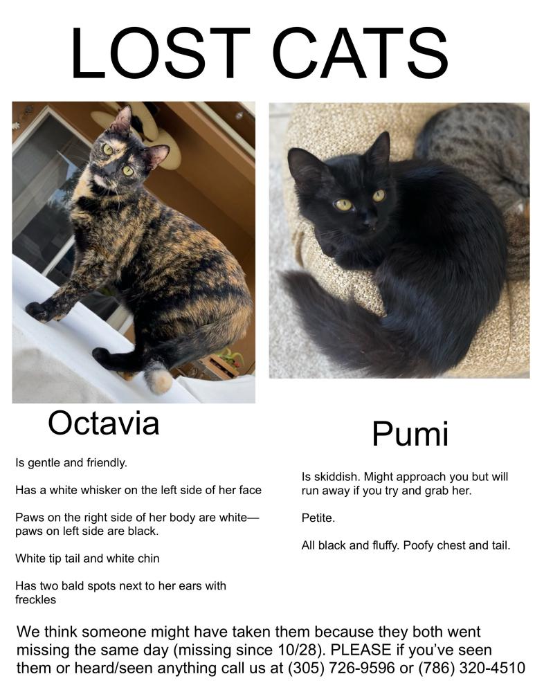 Image of Pumi and Octavia, Lost Cat