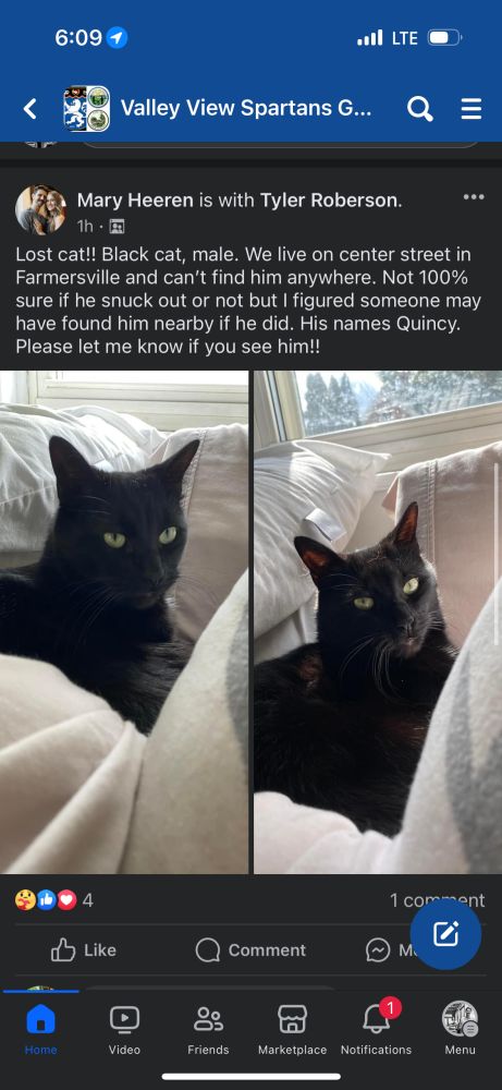 Image of Quincy, Lost Cat