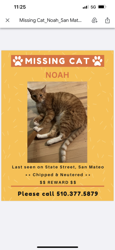Image of Noah, Lost Cat