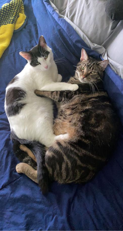 Image of Gatsby and Cooper, Lost Cat