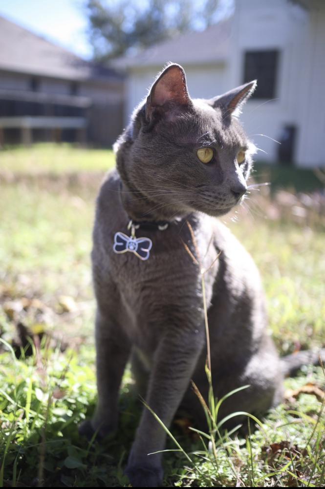 Image of Sterling, Lost Cat