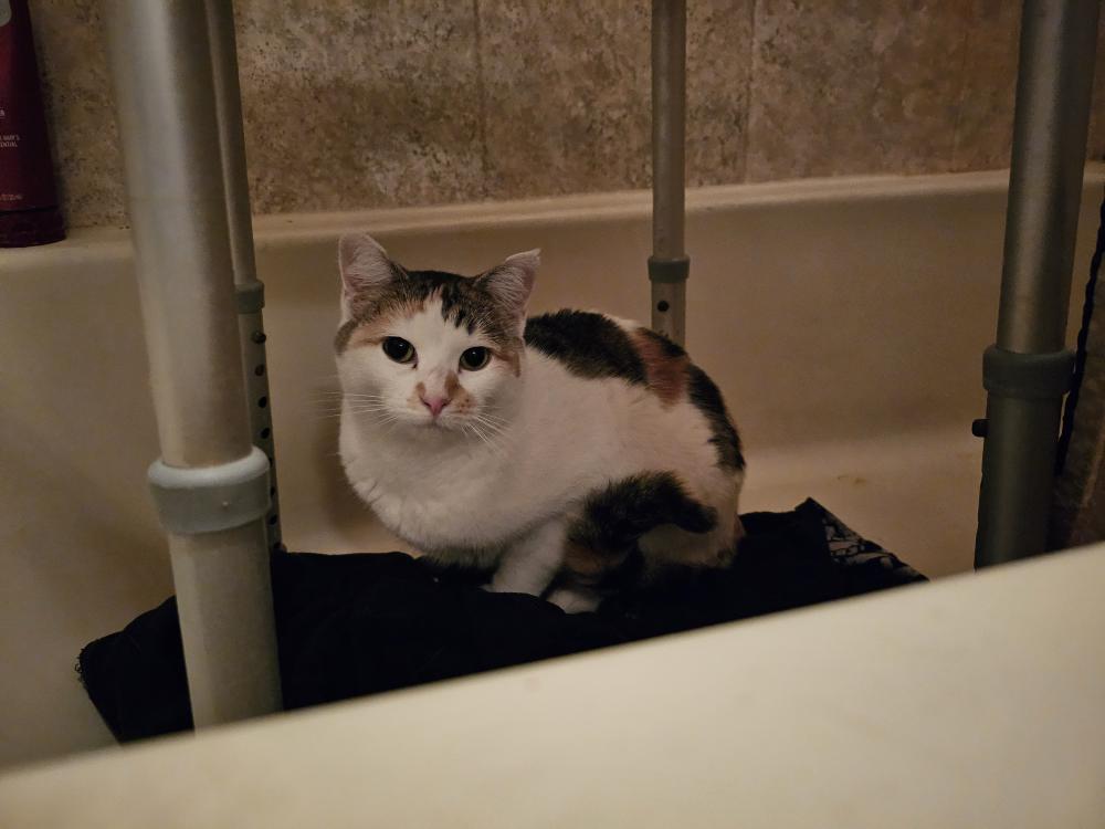 Image of unknown (calico), Found Cat