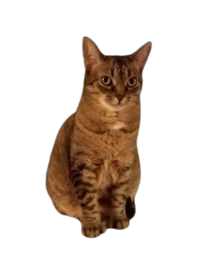 Image of Raja, Lost Cat