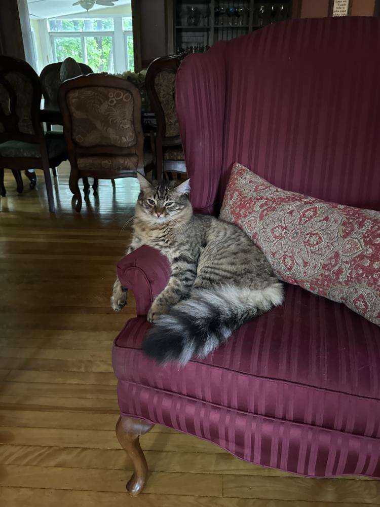 Image of Styles, Lost Cat