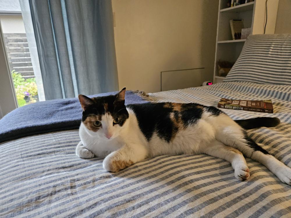 Image of Emy, Lost Cat