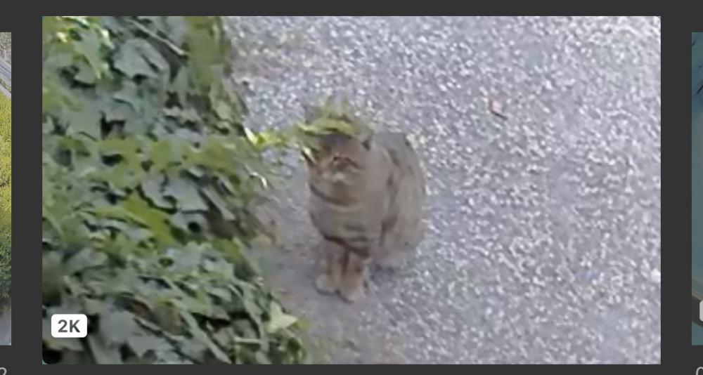 Image of Unknow, Lost Cat