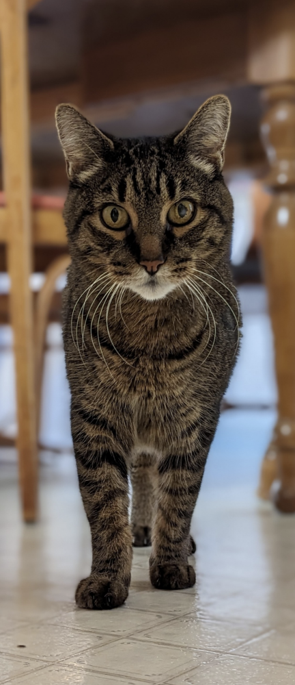 Image of Tokyo (Toast), Lost Cat