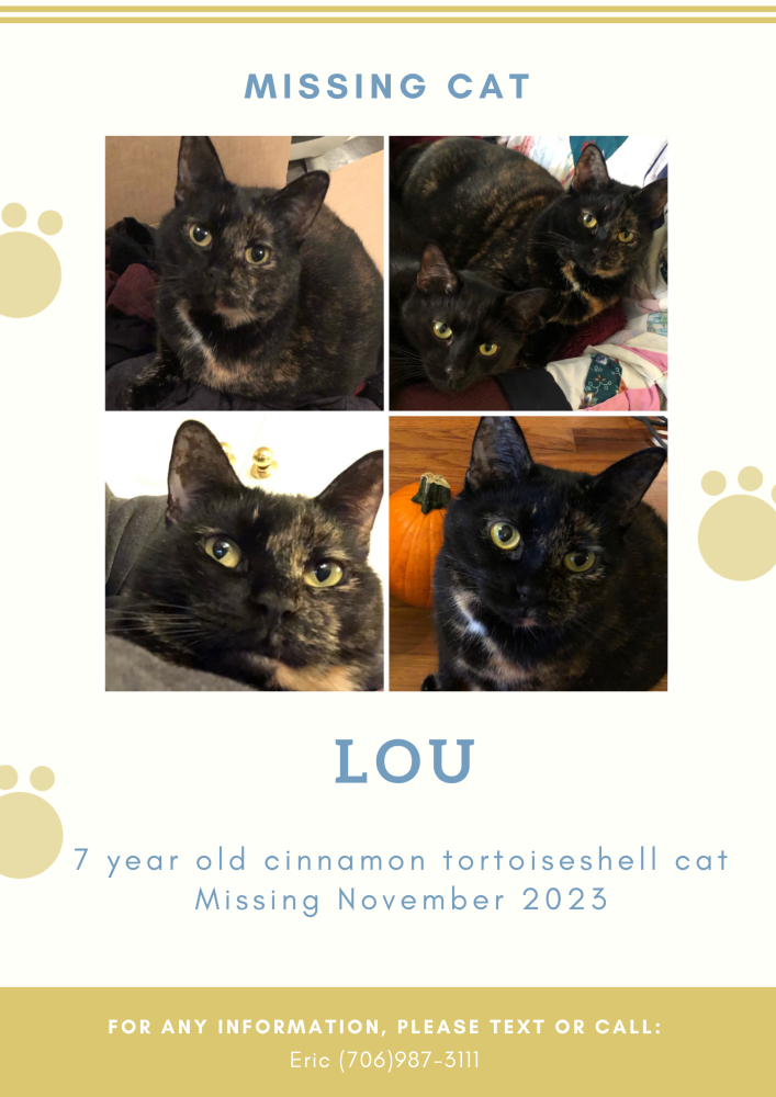 Image of Lou, Lost Cat