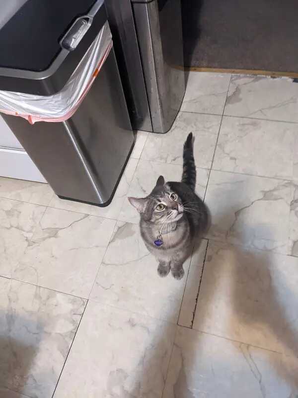 Image of Ham, Lost Cat